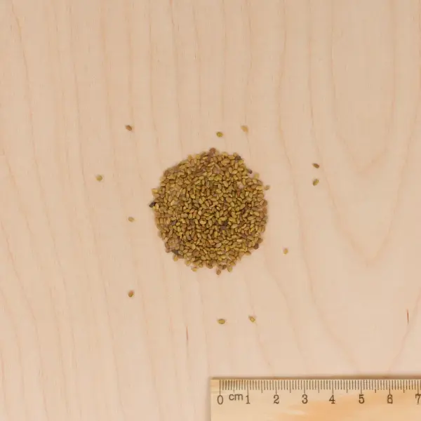 Plantes utiles - Engrais vert Luzerne flamande - BIO - Grand Modèle - MEDIA_3D